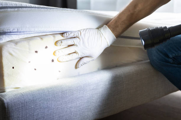 Best Flea Control Services  in Mitchellville, MD