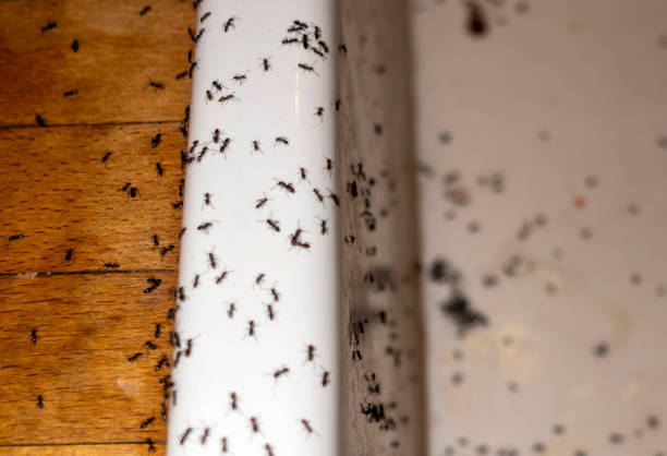 Best Emergency Pest Control  in Mitchellville, MD