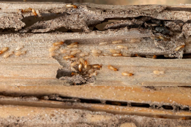 Best Insect Control  in Mitchellville, MD